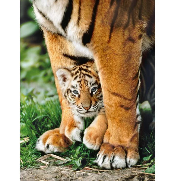 Puzzle 500 Pcs Tigre Bengala