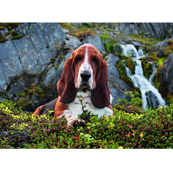 Puzzle 1000 Pcs Perro