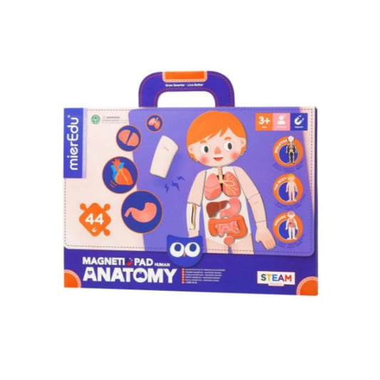 Maletin Magnetico Anatomía